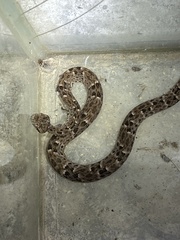 Bothrops atrox