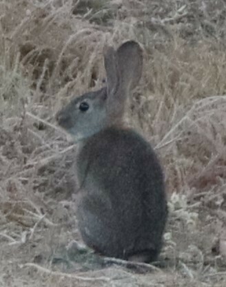 iNaturalist observation photo of Brush Rabbit