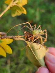 Dianthidium