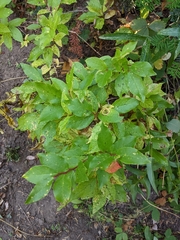 Vaccinium membranaceum