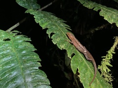 Gelanesaurus flavogularis