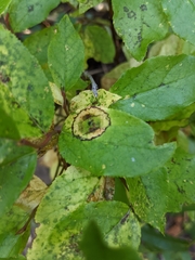 Vaccinium membranaceum