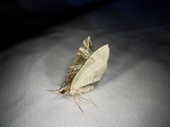 Evecliptopera illitata illitata