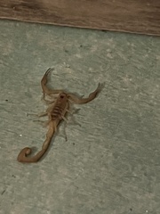 Centruroides exilicauda