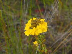Goodenia stelligera