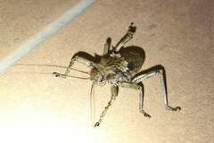 Acanthoproctus cervinus
