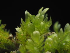 Fissidens ventricosus
