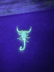 Centruroides exilicauda