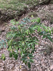 Flindersia australis