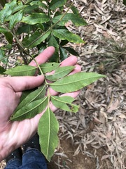 Flindersia australis