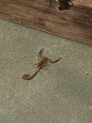 Centruroides exilicauda