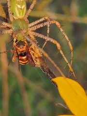 Dianthidium