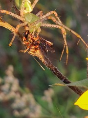 Dianthidium