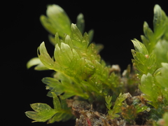 Fissidens ventricosus