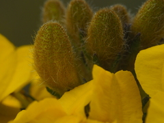 Goodenia stelligera