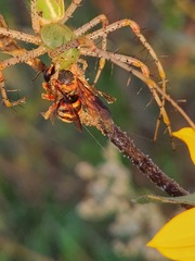 Dianthidium
