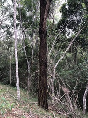Eucalyptus crebra