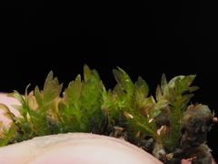 Fissidens ventricosus