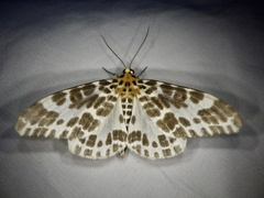 Pogonopygia nigralbata nigralbata