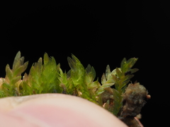Fissidens ventricosus