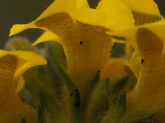 Goodenia stelligera