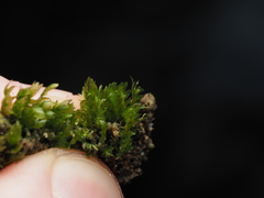 Fissidens ventricosus