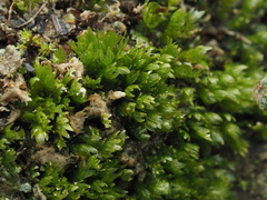 Fissidens ventricosus