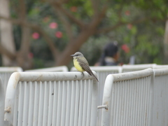 Tyrannus melancholicus