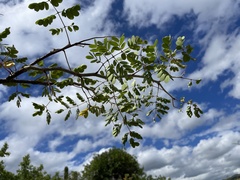 Erythrostemon pannosus