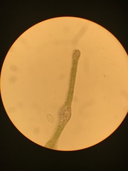 Fissidens ventricosus