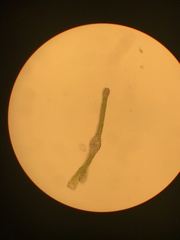 Fissidens ventricosus
