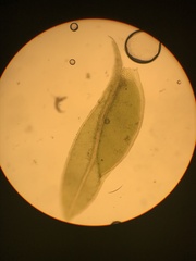 Fissidens ventricosus