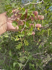 Erythrostemon pannosus
