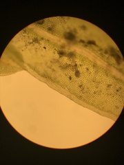 Fissidens ventricosus