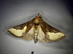 Thysanoplusia intermixta