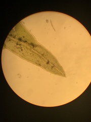 Fissidens ventricosus