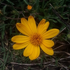 Aspilia montevidensis