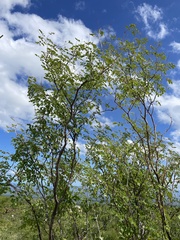 Erythrostemon pannosus