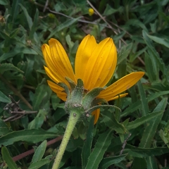 Aspilia montevidensis