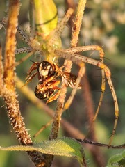 Dianthidium