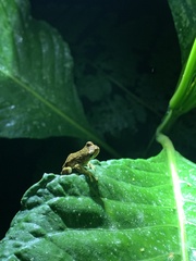 Dendropsophus parviceps