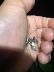 Dendropsophus parviceps