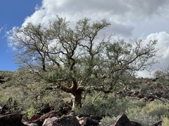 Pachycormus discolor