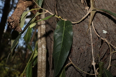 Parsonsia brisbanensis