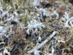 Antennaria lanata