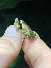 Dendropsophus parviceps