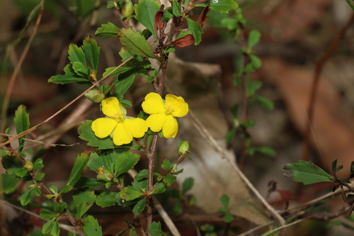Image of Hibbertia diffusa by (c) Greg Tasney, some rights reserved (CC BY-SA)
