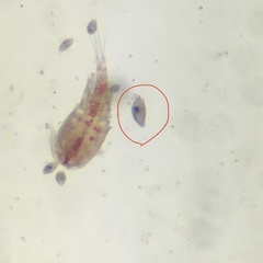 Protozoa