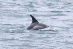 Lagenorhynchus albirostris