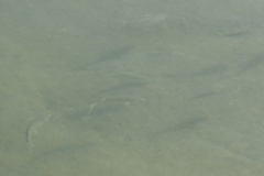 Atherinops affinis